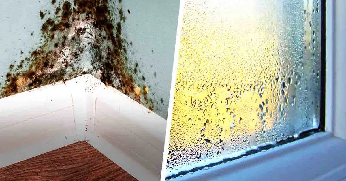 La mejor planta de interior para absorber la humedad de las paredes de casa