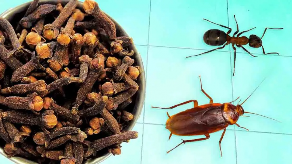 ¡Los clavos son efectivos contra todos los insectos! Aquí se explica cómo usarlos para expulsarlos de la casa.