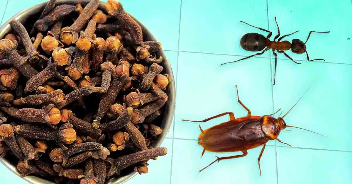 ¡Los clavos son efectivos contra todos los insectos! Aquí se explica cómo usarlos para expulsarlos de la casa.