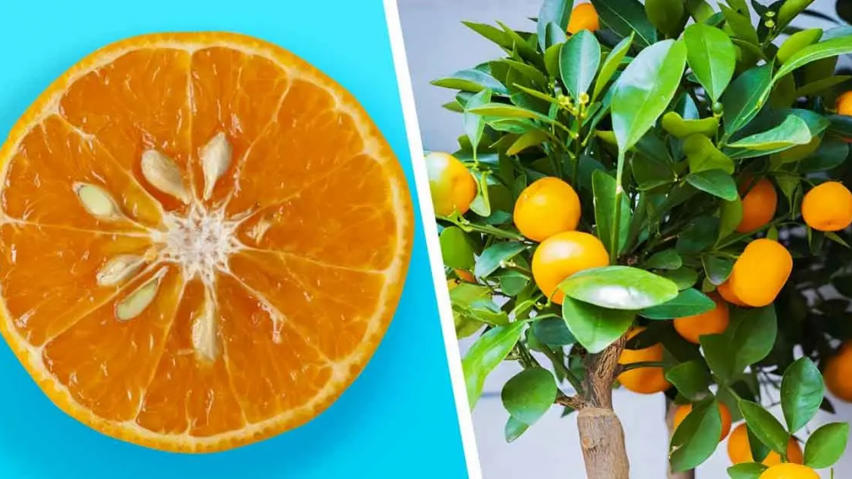 Aquí se explica cómo obtener mandarinas infinitas de una sola fruta