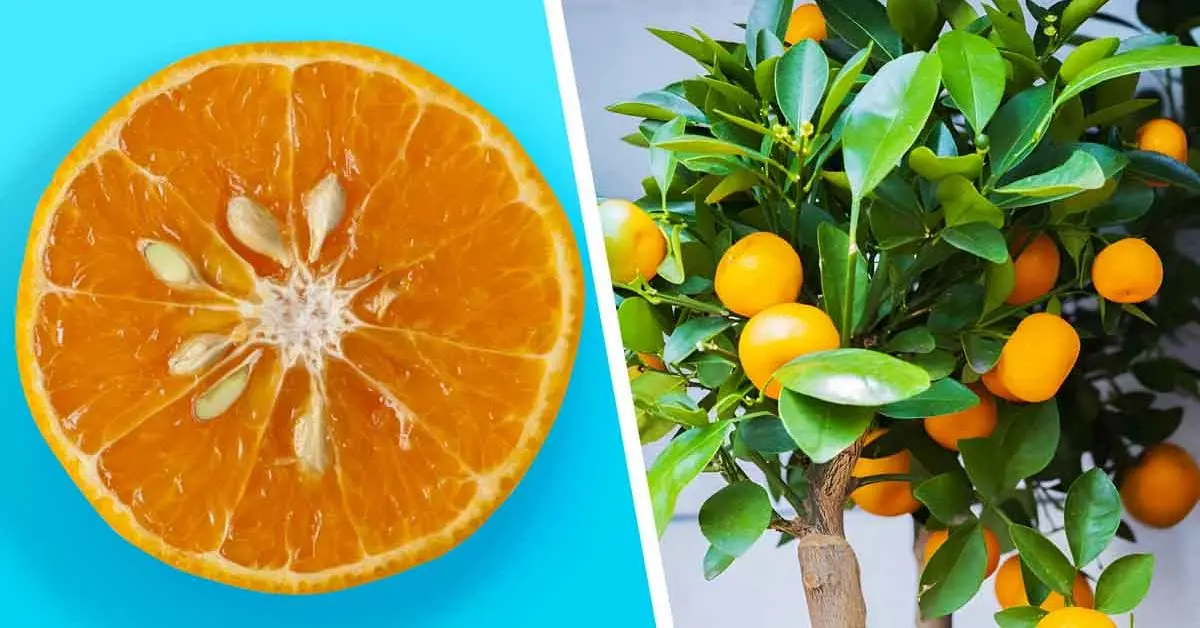 Aquí se explica cómo obtener mandarinas infinitas de una sola fruta