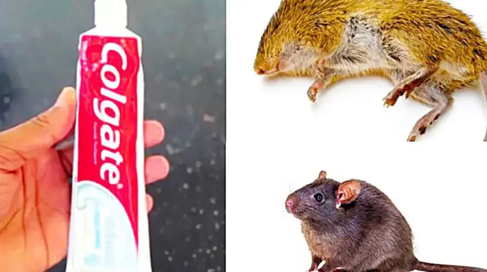 Cómo matar ratas y ratones con pasta de dientes