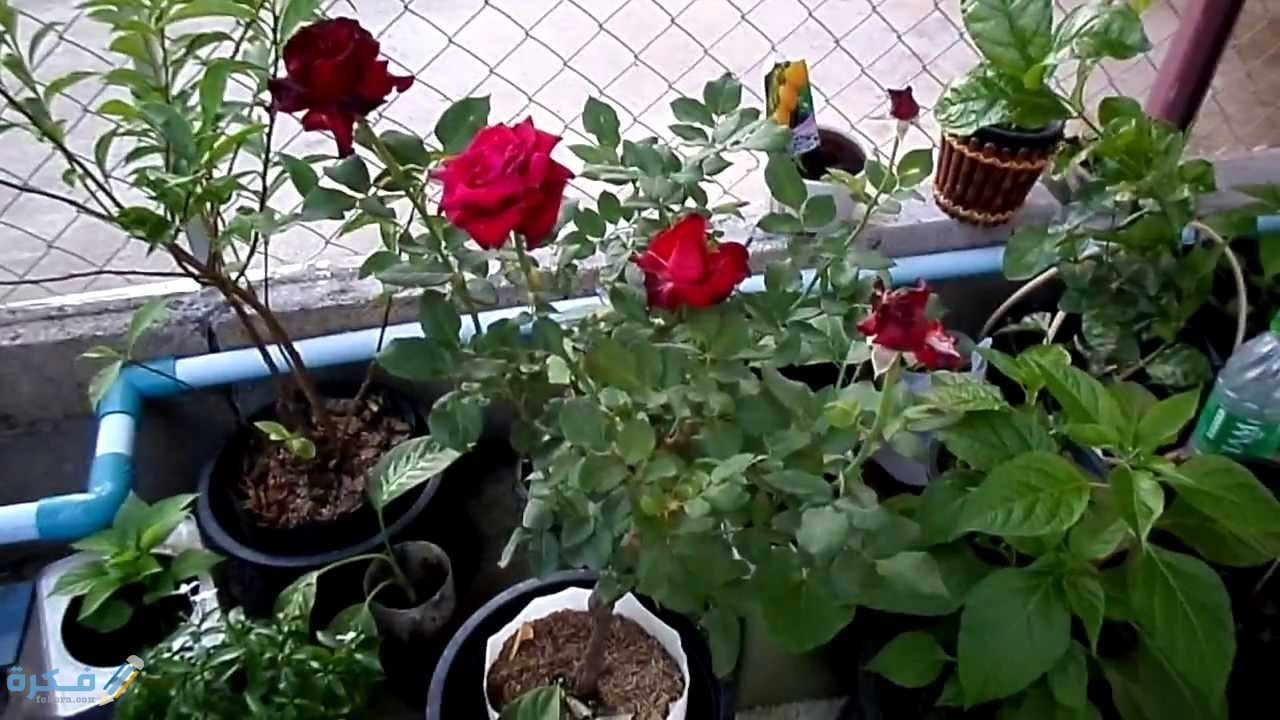 ¿Cómo cultivar rosas de un solo tallo?