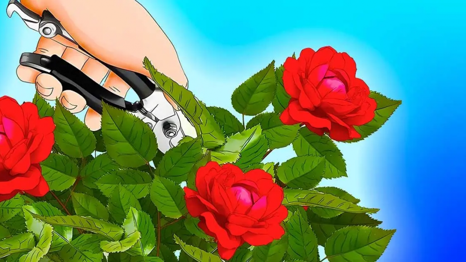 ¿Cómo hacer que tus rosas florezcan todo el verano? Un truco brillante que pocas personas conocen