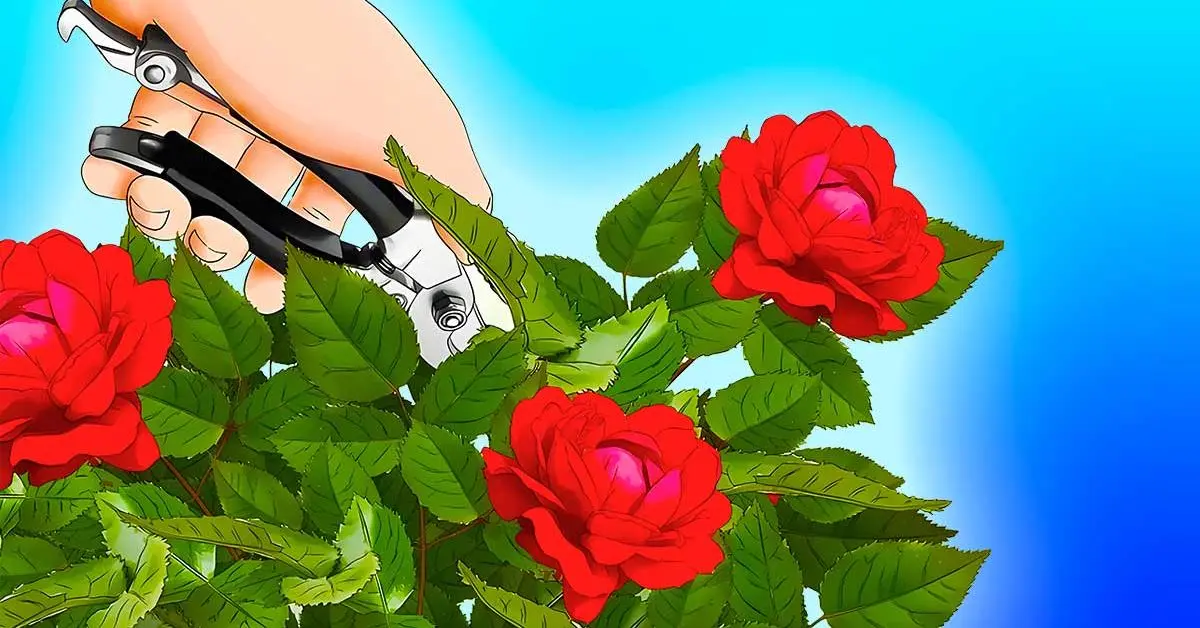 ¿Cómo hacer que tus rosas florezcan todo el verano? Un truco brillante que pocas personas conocen