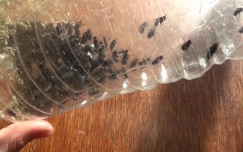 10 consejos de la abuela para ahuyentar moscas de tu casa