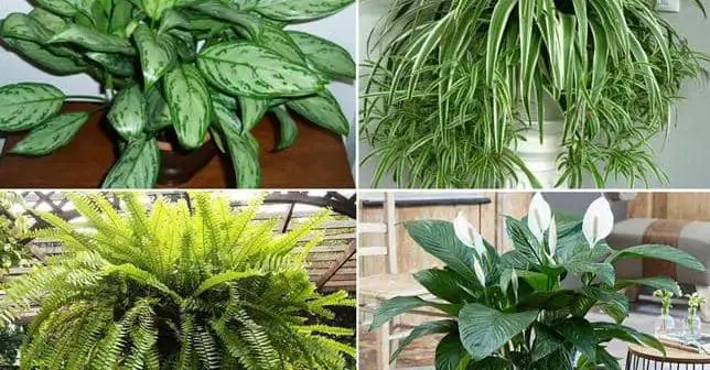 11 plantas que purifican el aire de la casa según la NASA