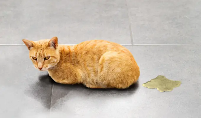 Cómo eliminar el olor a orina de perro y gato de colchones, sofás, alfombras y ropa.