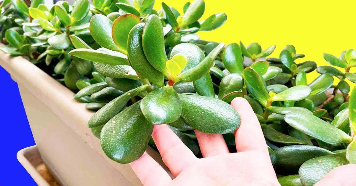 ¿Cómo hacer crecer un árbol de jade más rápido?