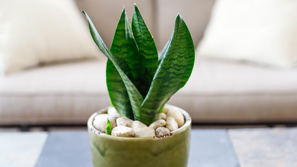 ¿cómo Hacer Florecer La Sansevieria Para Que Perfume Toda La Casa Trucosdebricolaje 