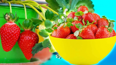 ¿Cómo duplicar el rendimiento de tus fresas? 5 trucos poco conocidos