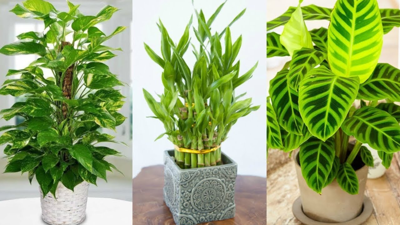 10 plantas que absorben la humedad en la casa