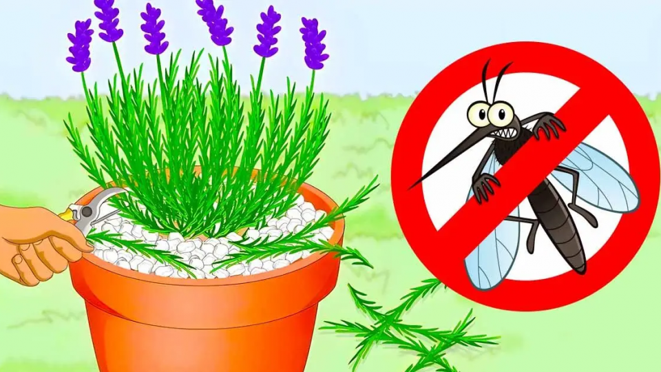 Mantén a los insectos alejados de casa con estas 3 plantas repelentes: perfuman perfectamente la casa