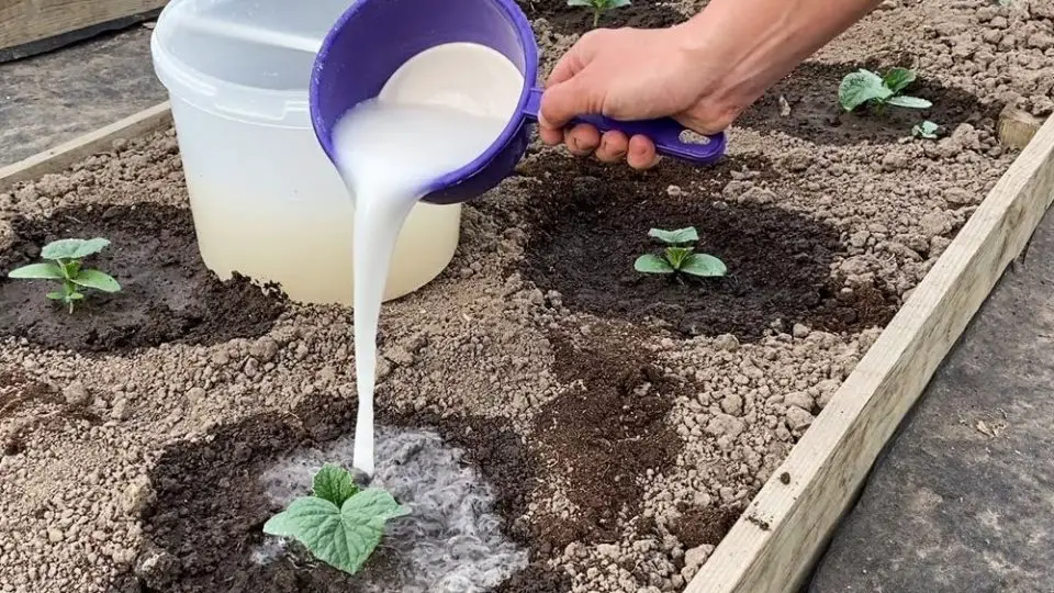 Cómo utilizar la leche para acelerar el crecimiento de las plantas y mantener alejadas a las plagas