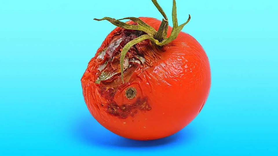No tires más los tomates mohosos: ¡aquí tienes una manera brillante de reutilizarlos!