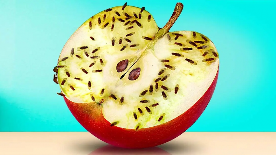 Deshazte de las moscas de la fruta con un truco eficaz: desaparecerán para siempre