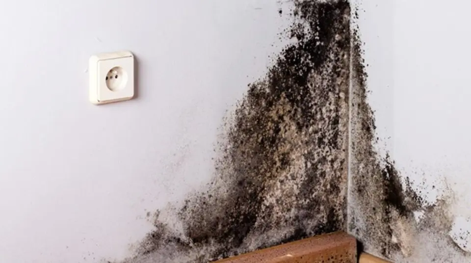 3 efectivos consejos para eliminar el moho negro de las paredes en 5 minutos