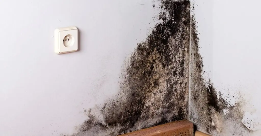 3 efectivos consejos para eliminar el moho negro de las paredes en 5 minutos