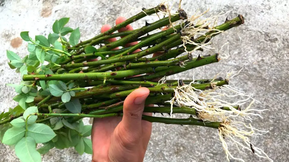 ¿Cómo cultivar rosas de un solo tallo?