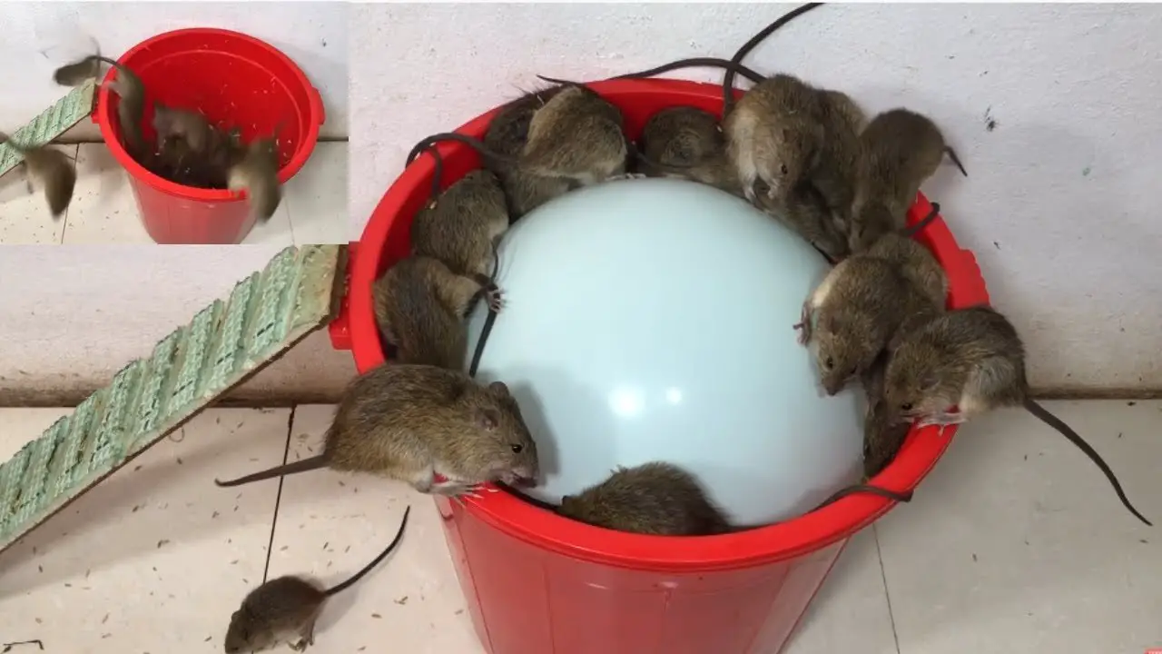 6 plantas repelentes que mantienen a ratas y ratones alejados de casa