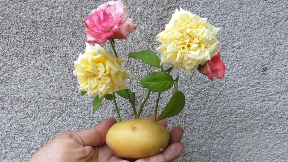 ¿Cómo hacer crecer una rosa en una patata?