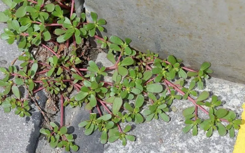 Verdolaga en tu jardín: ¡8 razones para no matarla!