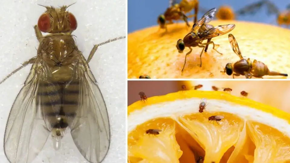 ¿Te invaden las moscas en verano? Un truco infalible para alejarlos de tu casa