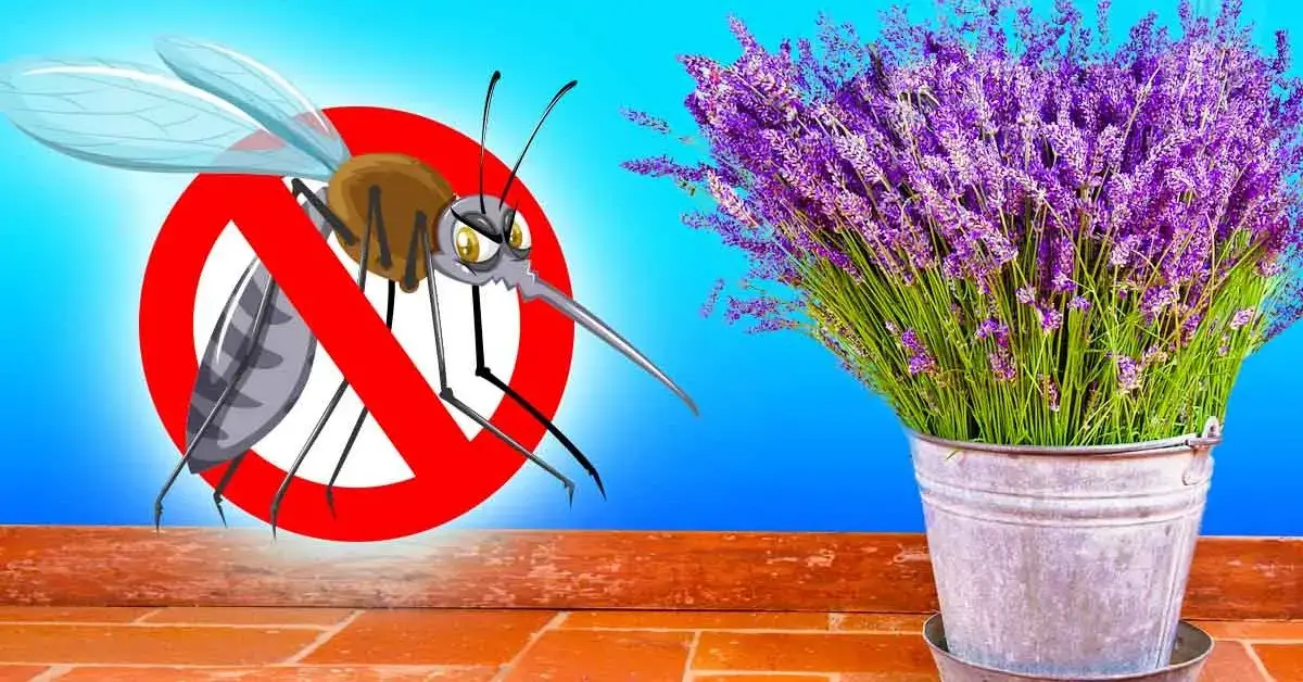 10 Súper Plantas Que Mantienen A Los Insectos Alejados De Su Hogar: Mejor Que Los Productos Químicos