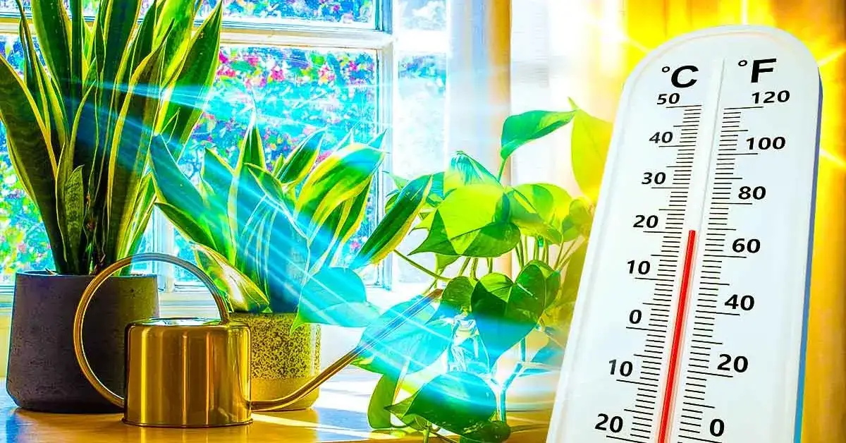 5 plantas que limpian y refrescan tu hogar