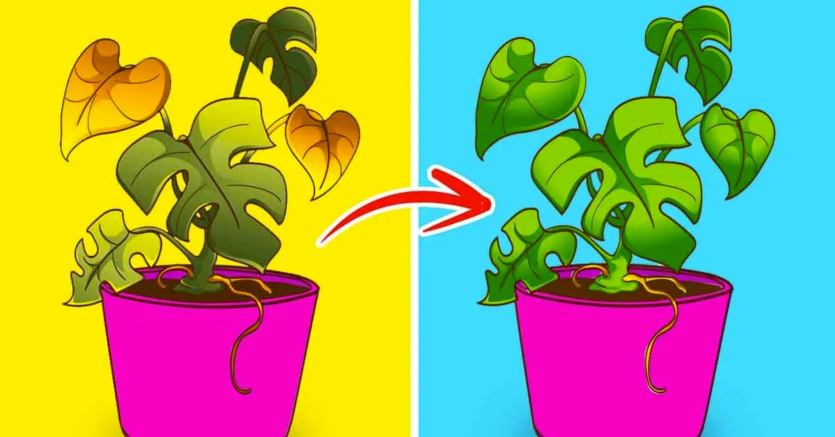 Aprende a revivir una planta muerta con este truco: volverá a estar frondosa