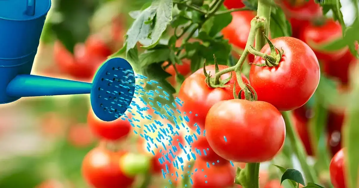 ¿Cómo tener tomates el doble de grandes y jugosos? El secreto está en esta agua fácil de preparar