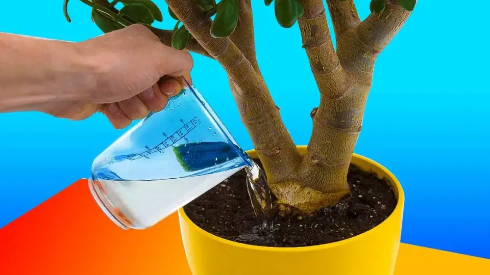 ¿Cómo preparar agua vitaminada para tus plantas? Crecerán como nunca antes.