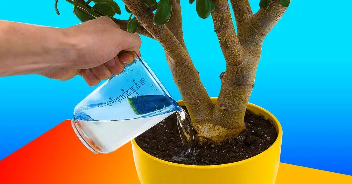 ¿Cómo preparar agua vitaminada para tus plantas? Crecerán como nunca antes.