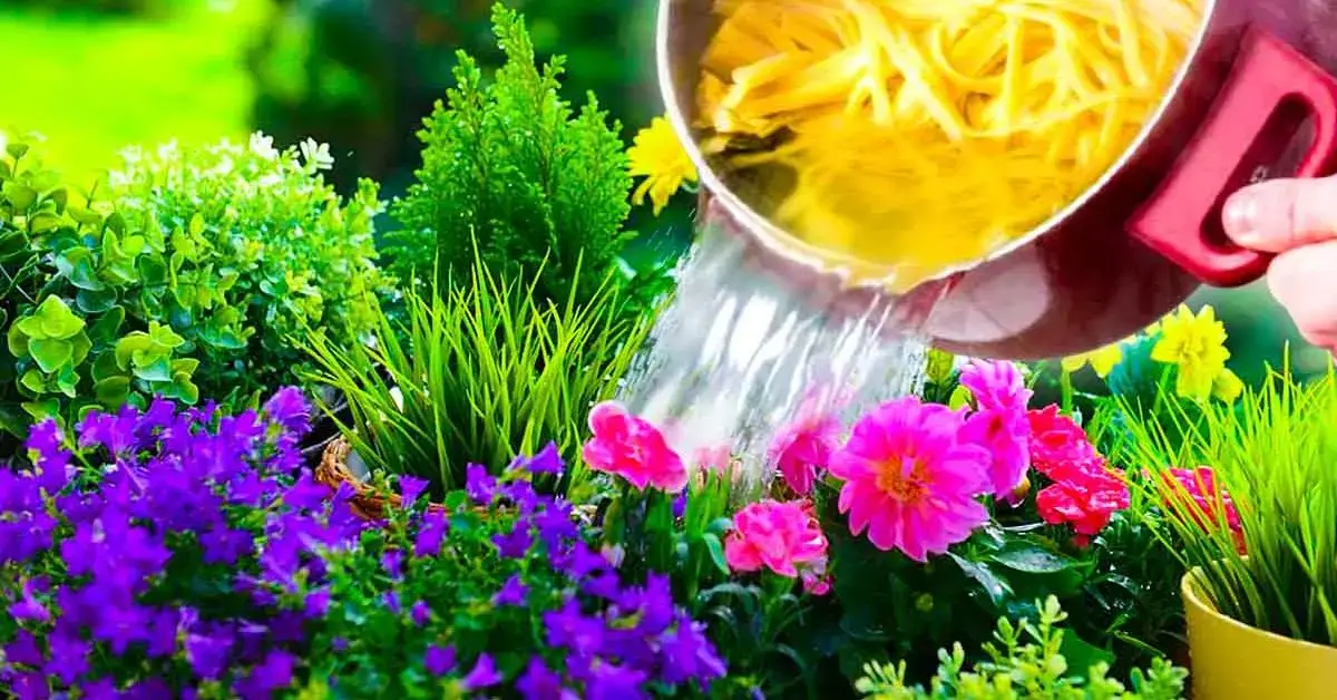 Verter el agua de cocción de la pasta sobre las plantas: el truco genial que pocos conocen