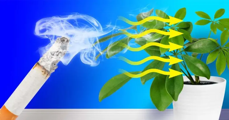 La planta que absorbe el humo del cigarrillo: es fácil de mantener y tiene muchas ventajas para tu hogar