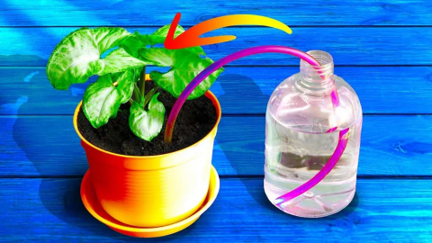 El truco de los jardineros para regar tus plantas cuando estás de vacaciones