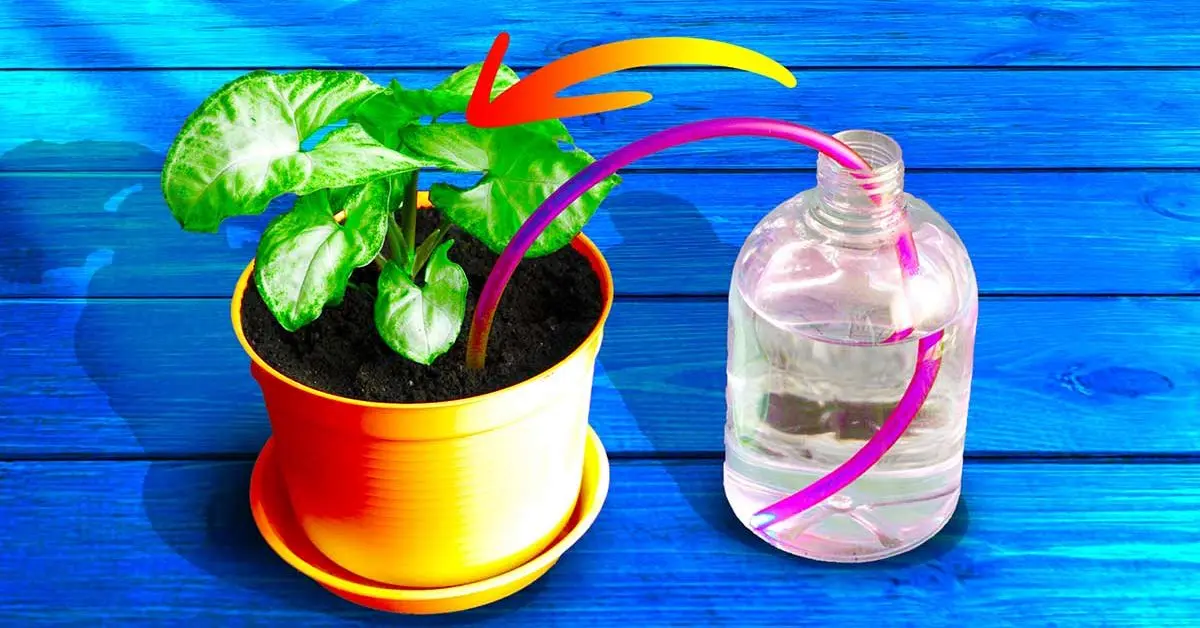 El truco de los jardineros para regar tus plantas cuando estás de vacaciones