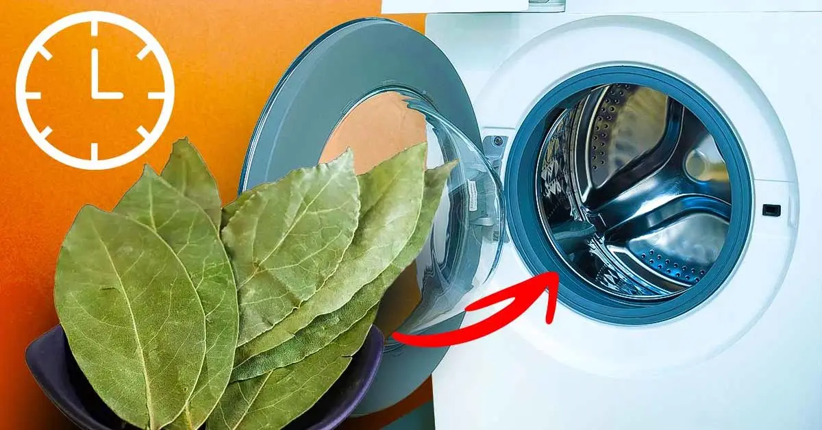 Pon las hojas de laurel en la lavadora durante 30 minutos: tu ropa te lo agradecerá