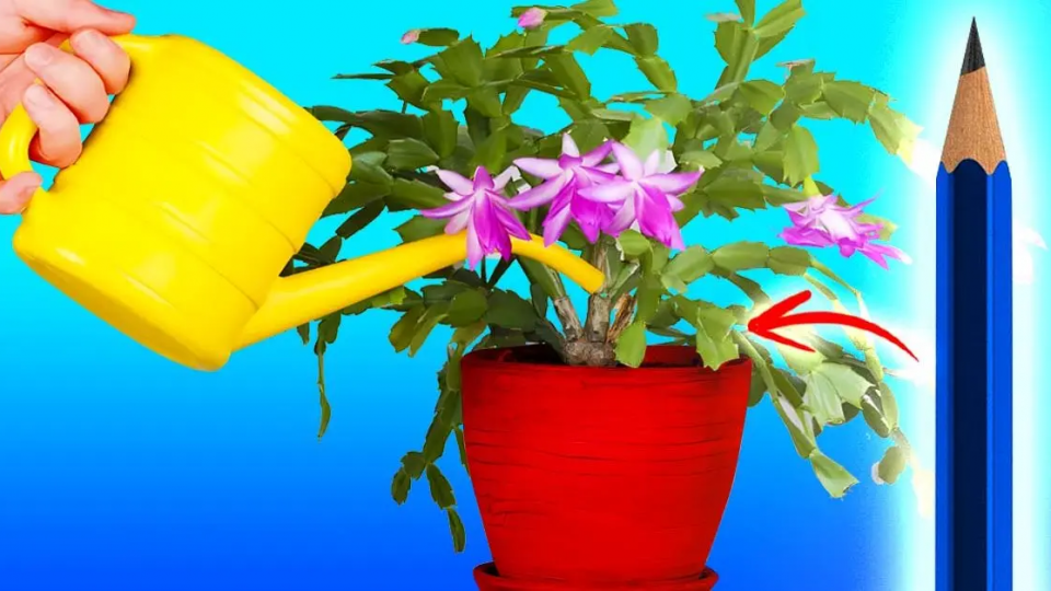 Plantas de interior: ¿con qué frecuencia regar? Usa el truco del lápiz para dejar de cometer errores