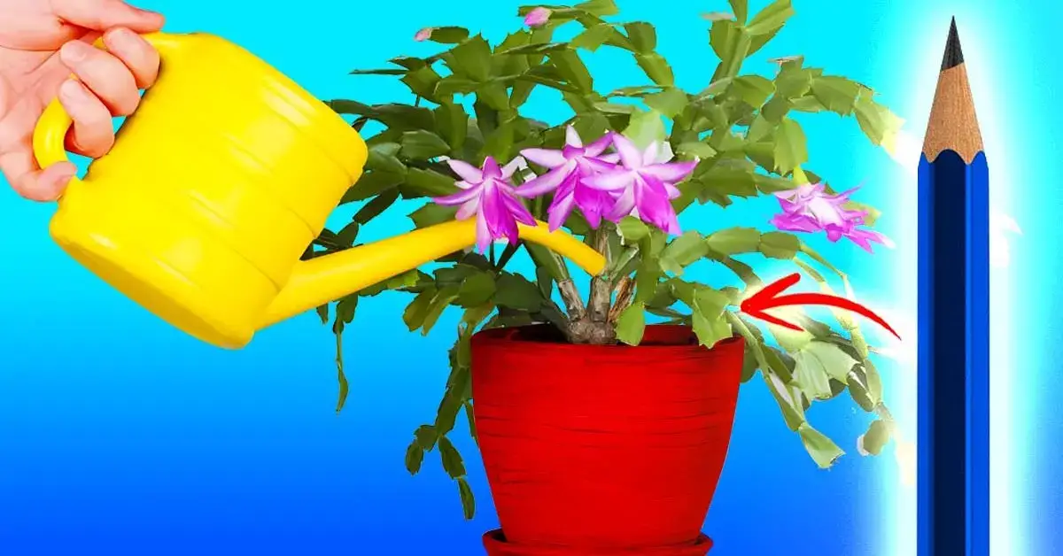 Plantas de interior: ¿con qué frecuencia regar? Usa el truco del lápiz para dejar de cometer errores