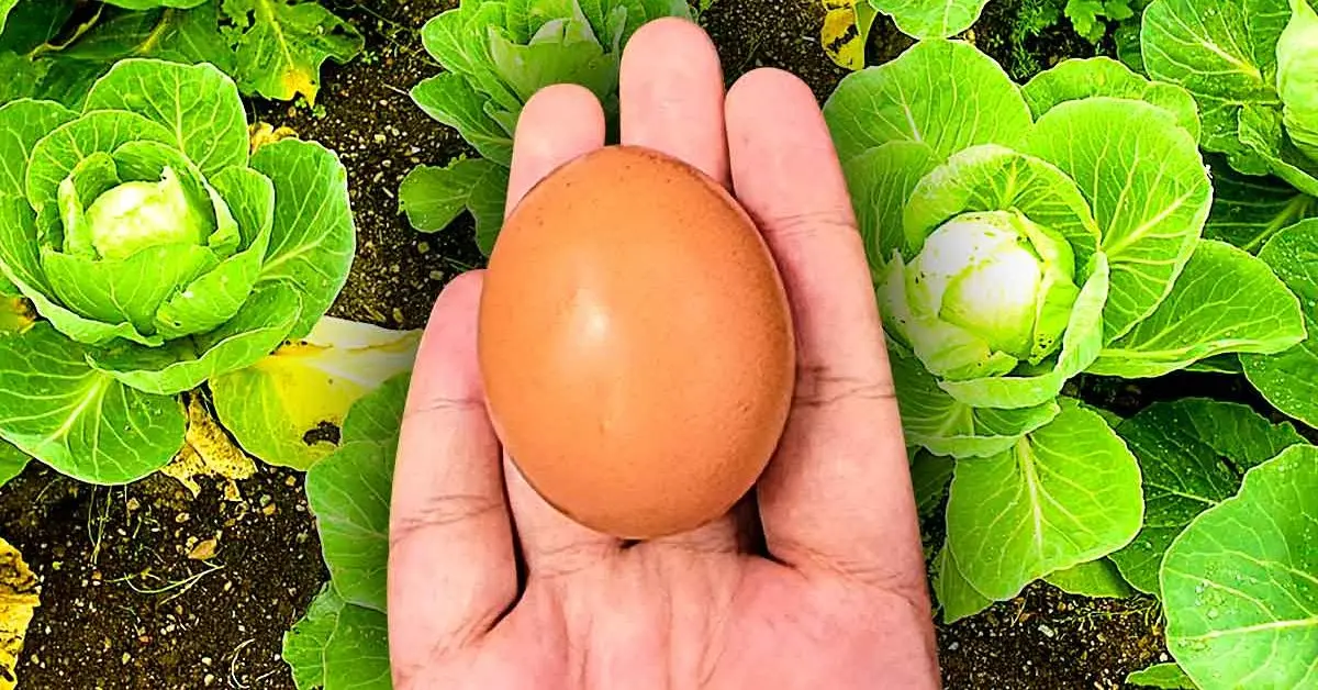 Plantar cáscaras de huevo en el jardín y ver qué pasa