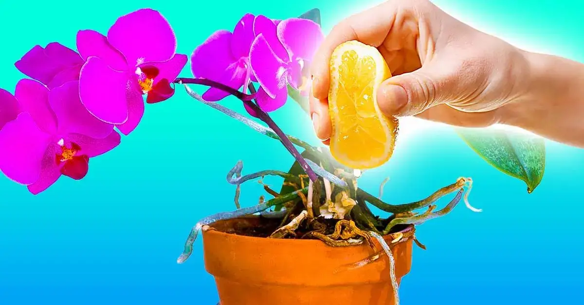 ¿Por qué las orquídeas necesitan ser regadas con jugo de limón? 3 beneficios que no conocías