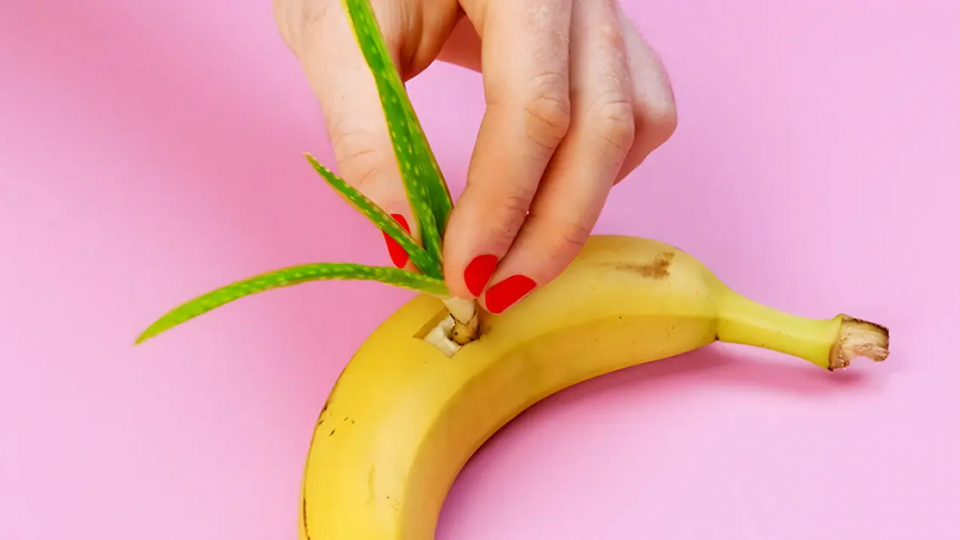 ¿Por qué se debe sembrar Aloe Vera en un plátano? El truco secreto de los jardineros.