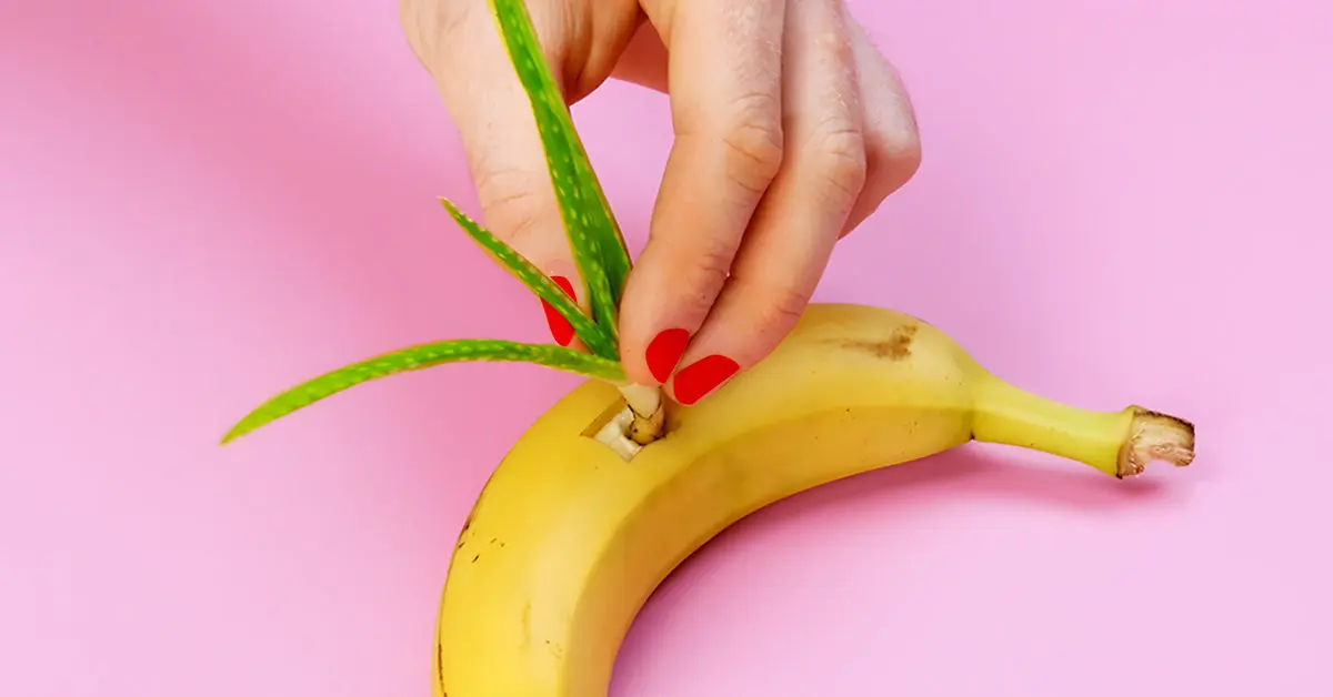 ¿Por qué se debe sembrar Aloe Vera en un plátano? El truco secreto de los jardineros.