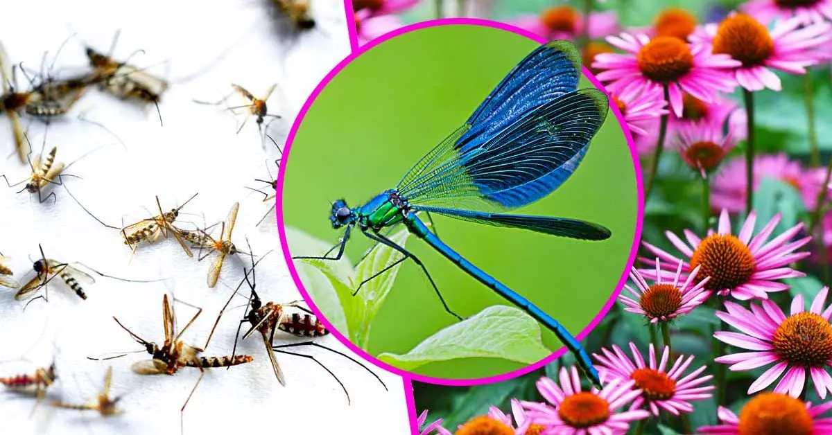 Una libélula puede matar 100 insectos al día: cultiva esta planta para atraerlos
