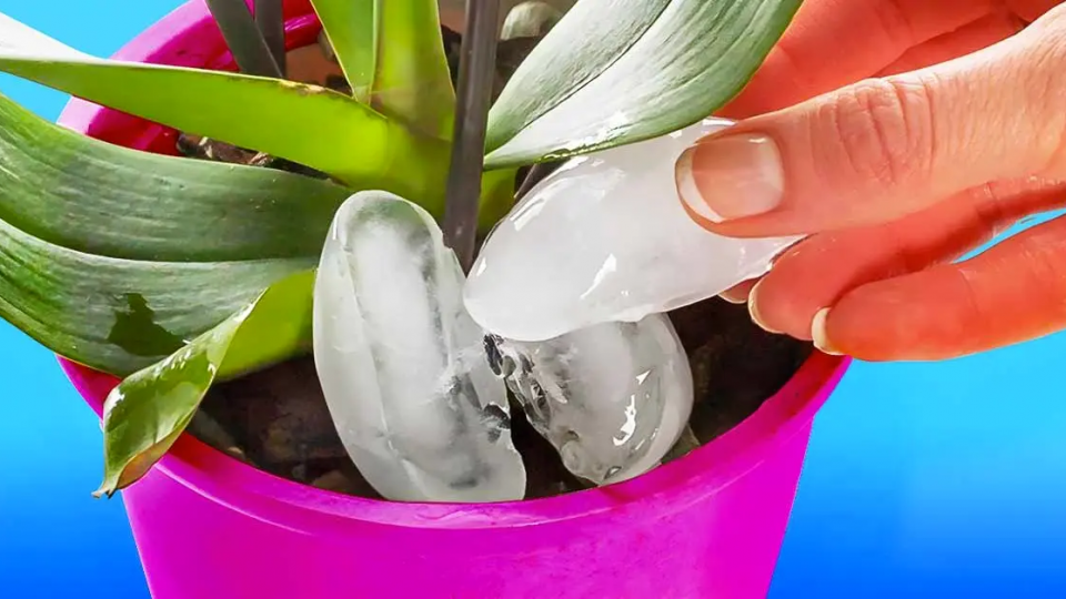 Vierta cubitos de hielo en sus orquídeas: el truco genial para jardineros experimentados