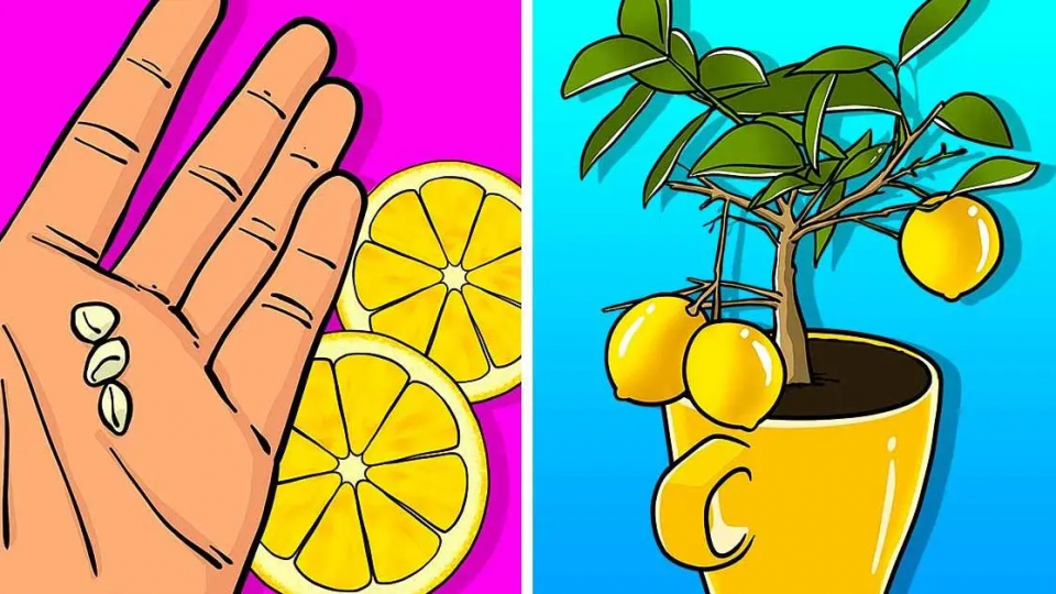 Aquí se explica cómo cultivar un limonero en una taza que perfumará toda la casa
