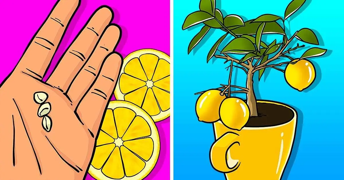 Aquí se explica cómo cultivar un limonero en una taza que perfumará toda la casa
