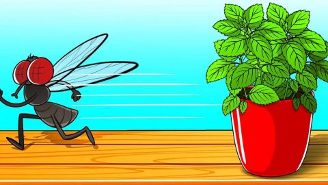 Puedes deshacerte de las moscas en 2 minutos de forma natural: solo necesitas esta planta en casa