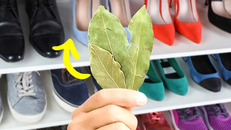 ¿Por qué poner hojas de laurel en el armario de los zapatos?